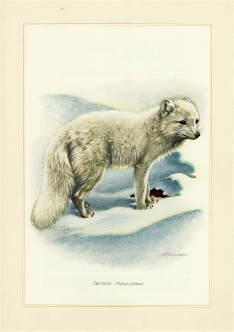 Snow Fox Vintage .